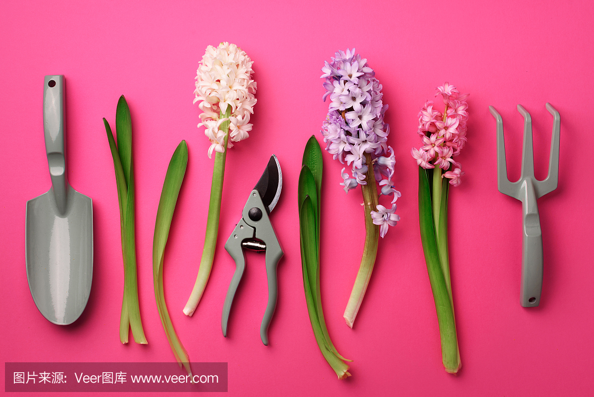 花园修剪器,耙子,花在粉红色的粉彩背景。带有拷贝空间的横幅。春、夏或园概念。创造性的布局。俯视图,平放
